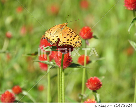 キバナセンニチコウで吸蜜する「ツマグロヒョウモン」♂ 81475924