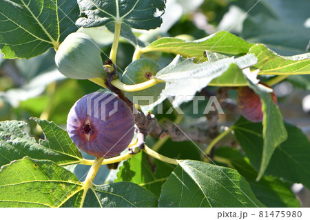 イチジク 81475980