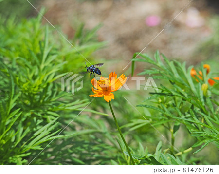 キバナコスモスにとまる幸せの青い蜂ルリモンハナバチ 81476126