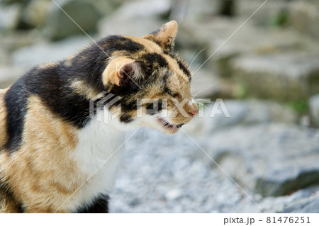 獲物を狙う猫の顔 獲物を狙う猫の顔 81476251