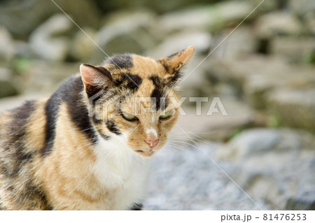 怖い表情の猫 怖い表情の猫 81476253