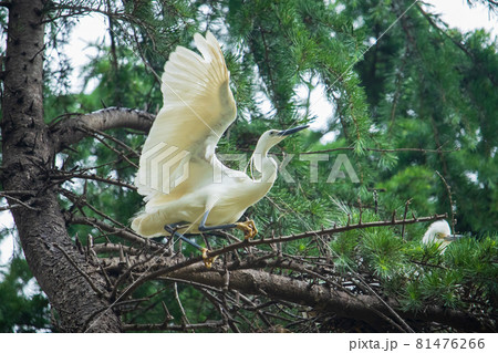 鳥 水鳥 白鷺 81476266
