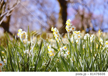【東京都】早春の京王百草園 ニホンズイセン 【東京都】早春の京王百草園 ニホンズイセン 81476606
