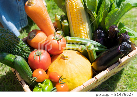 野菜 子ども 手元 野菜 子ども 手元 81476627