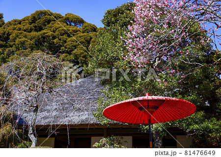 【東京都】梅まつりの京王百草園 81476649
