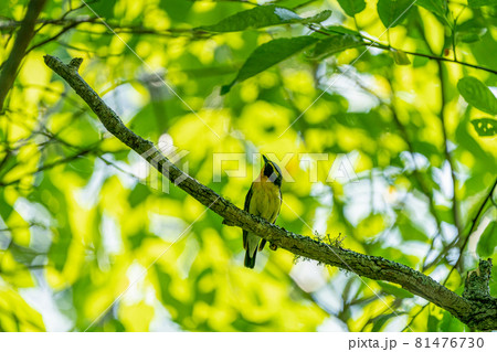 木漏れ日と見上げるキビタキ 木漏れ日と見上げるキビタキ 81476730