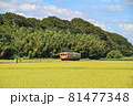 夏の列車 81477348