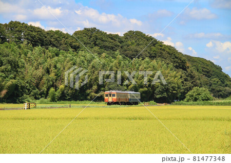 夏の列車 夏の列車 81477348