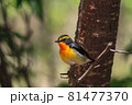 キビタキ 81477370