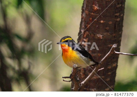 キビタキ 81477370