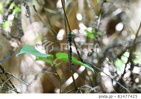 コシボソヤンマ（腰細やんま）の♂ 81477425
