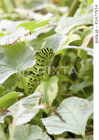 キアゲハの幼虫（小学校三年生の学習教材） 81477654
