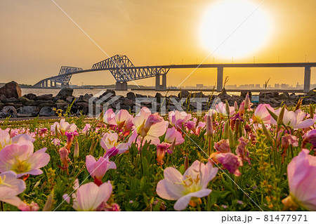 【東京の都市風景】東京ゲートブリッジの夕景（若洲公園） 81477971