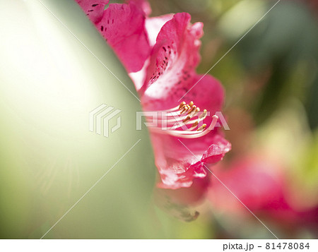 シャクナゲの赤い世界【花・植物】 シャクナゲの赤い世界【花・植物】 81478084