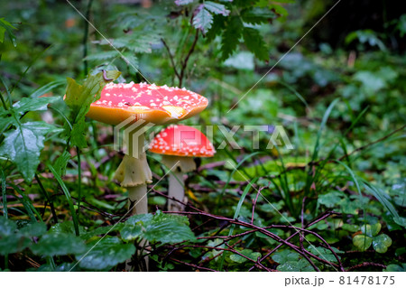 Amanita muscaria, commonly known as the red fly agaric. Toxic and hallucinogen mushroom Fly Agaric in moss on autumn forest background. Defocused 81478175
