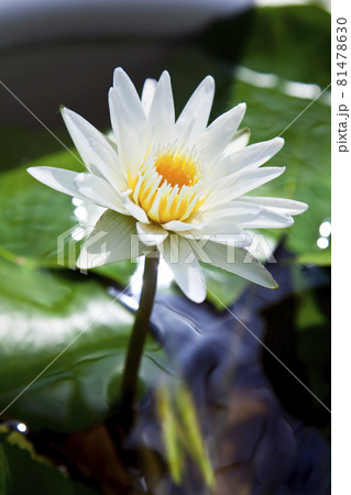 輝かしい熱帯スイレン 81478630