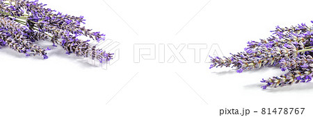 Lavender banner. Lavandula bouquets, overhead flat lay shot on white Lavender banner. Lavandula bouquets, overhead flat lay shot on white 81478767