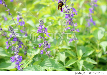 サルビア ファリナセアの花 サルビア ファリナセアの花 81479495