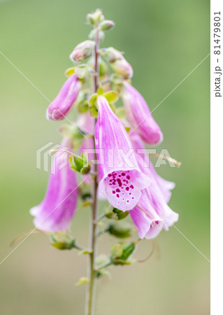 pink flower Purple foxgloves, Digitalis purpurea 81479801