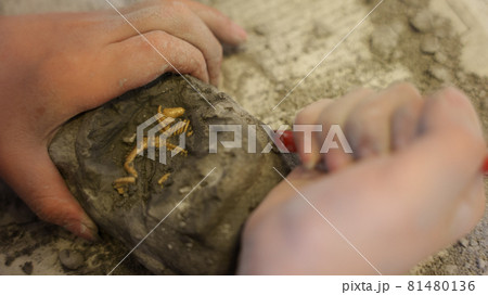 恐竜の化石を発掘する子供の手 81480136