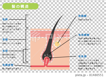 Structure of hair Structure of hair 81480551