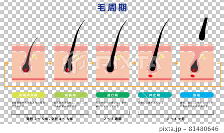毛周期04 81480646