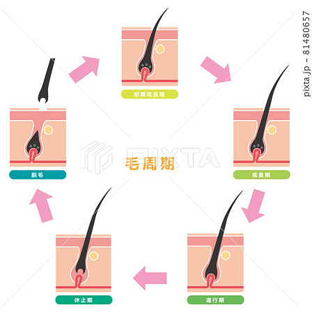 毛周期07 81480657