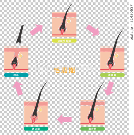 毛周期07 81480657