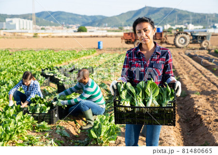 Woman holding box with picked swiss chard Woman holding box with picked swiss chard 81480665