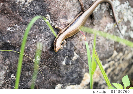 ニホントカゲ 夏 ニホントカゲ 夏 81480760