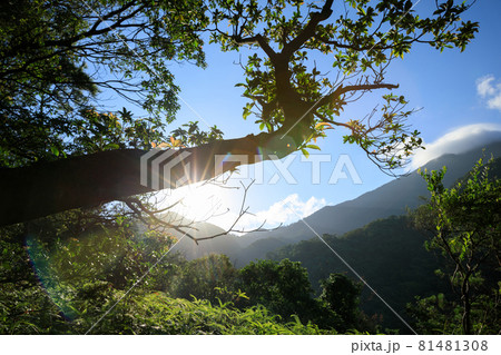 Beautiful scene misty forest with sun rays through the tree leaves,lens flare 81481308