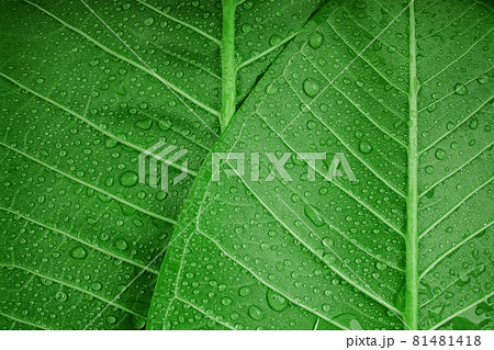 Nature Concept. Closeup of Green Leaf with many Droplet. Freshness by Water Drops. Environmental Care and Sustainable Resources. Natural Green Surface Texture Background Nature Concept. Closeup of Green Leaf with many Droplet. Freshness by Water Drops. Environmental Care and Sustainable Resources. Natural Green Surface Texture Background 81481418