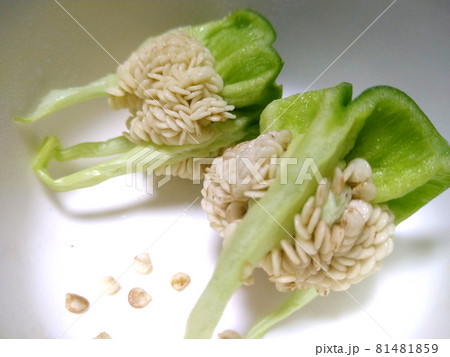 ピーマンの芯、種 81481859