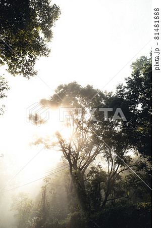 foggy road in rural village in the morning 81481888