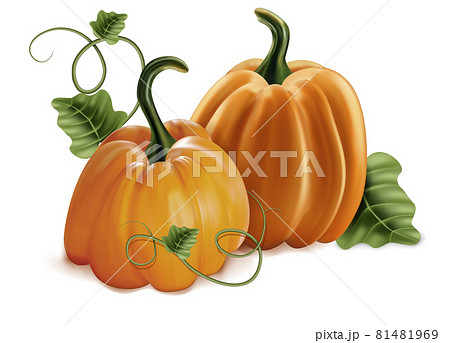 Realistic Detailed 3d Pumpkins with Green Leaves Set Symbol of Autumn and Harvest. Vector illustration of Orange Pumpkin 81481969