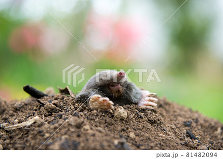 Mole crawling out of the tunnel - making damge to the lawn 81482094