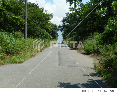 内灘町、夏の小径 81482156