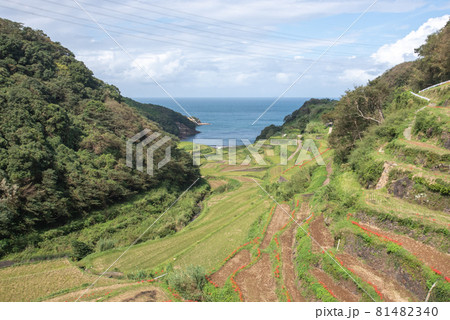 秋の浜野浦棚田 81482340
