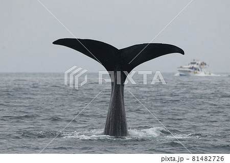 【北海道】羅臼沖のマッコウクジラ 81482726