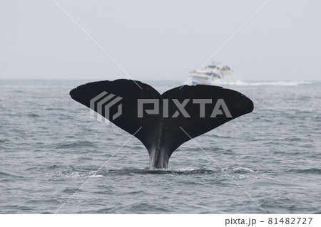 【北海道】羅臼沖のマッコウクジラ 81482727