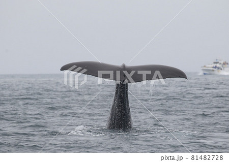 【北海道】羅臼沖のマッコウクジラ 【北海道】羅臼沖のマッコウクジラ 81482728