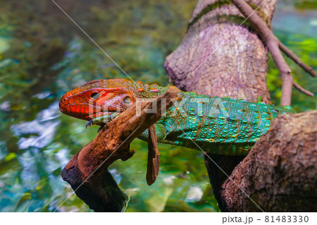 ジャングルに潜むギアナカイマントカゲ ジャングルに潜むギアナカイマントカゲ 81483330
