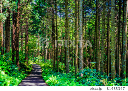 北海道北斗市の森林のイメージ 81483347