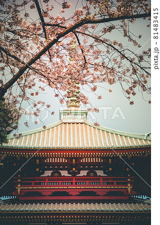 春の桜と孝道山（横浜市） 81483415