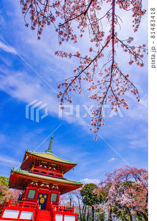 春の桜と孝道山（横浜市） 81483418