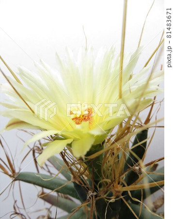 サボテン　晃山 81483671