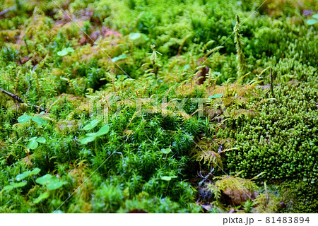 緑鮮やかな苔の群生 81483894