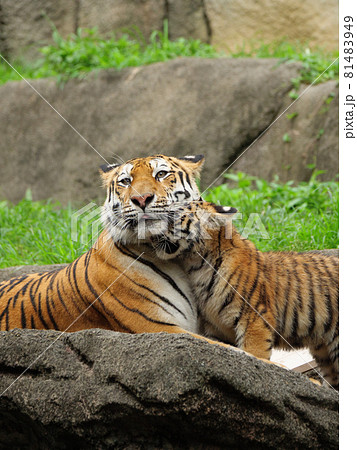 母に甘えるアムールトラの子 81483949