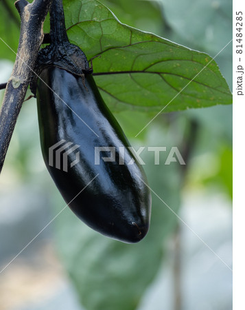畑の千両茄子 畑の千両茄子 81484285