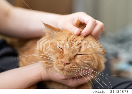 ねこが好き　茶トラ猫 81484373